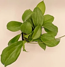 Hoya pentaphlebia  3.5" pot - Big, Rooted, Very Full & HEALTHY! Fragrant Blooms!