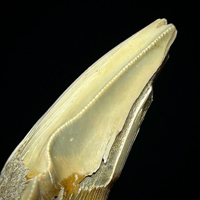 Rare Pathological Angustiden Shark Tooth (Otodus angustidens) 2.88'' Patho Fossil