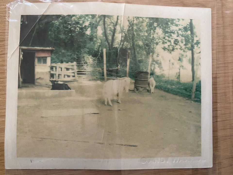 2 fotografías Polaroid originales raras de Andy Warhol FH 15. 01643 Foto 3 de 4