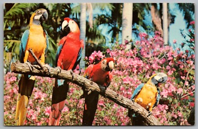 Vintage Postcard - Blue & Gold - Red - Macaws - Sunken Gardens St. Petersburg FL