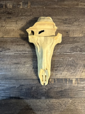 #ad #ad Pronghorn Antelope Artificial European Mount Skull $65.00