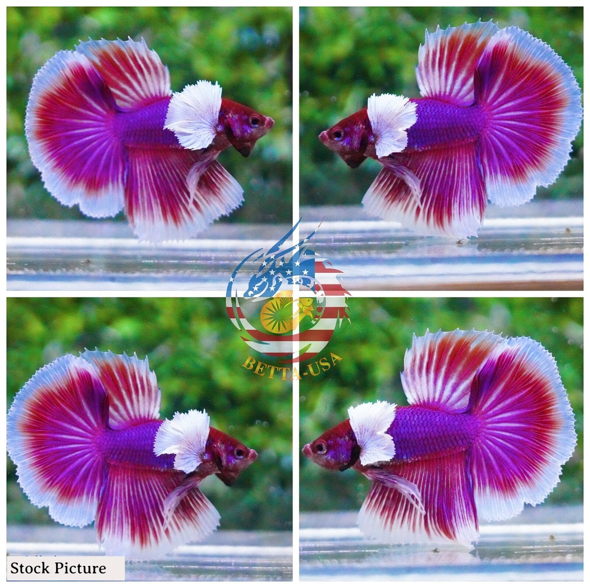 Live Betta Fish High Quality Halfmoon HM Male Lavender Dumbo