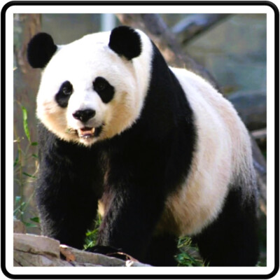 30 Custom Panda Personalized Address Labels | eBay