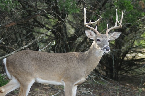Whitetail Deer - Vol. 2 Taxidermy Reference Photo Cd - Afbeelding 1 van 3