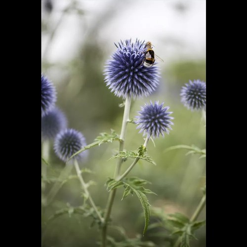 Echinops ritro - Kugeldistel - 9cm Topf - Bild 3 von 9