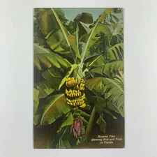 Postcard Florida FL Banana Tree 1950 Linen Posted Hollywood