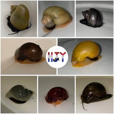 8 1 Mystery Snail Variety Pack