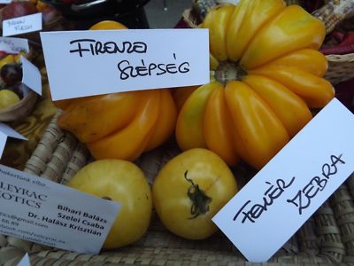 Florentine Beauty Tomate - 5+ Samen - RIESIG und FEIN! P 127