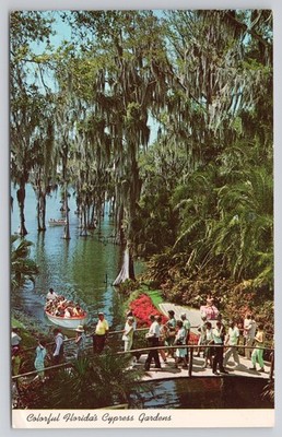 Stately Cypress Trees Sightseeing Boat Florida Cypress Garden Postcard