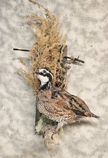 Handsome Bobwhite quail grouse pheasant taxidermy bird art