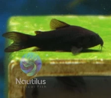 Black Venezuelan Cory -We combine shipping!! Tank Bred