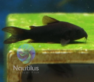 #ad Black Venezuelan Cory We combine shipping Tank Bred $134.99