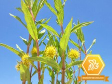 Strauß-Gilbweiderich - Lysimachia thyrsiflora Teichpflanze Wasserpflanze