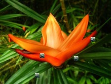 Photo Digital Wallpaper Image Love Flower Present Plant Background Art