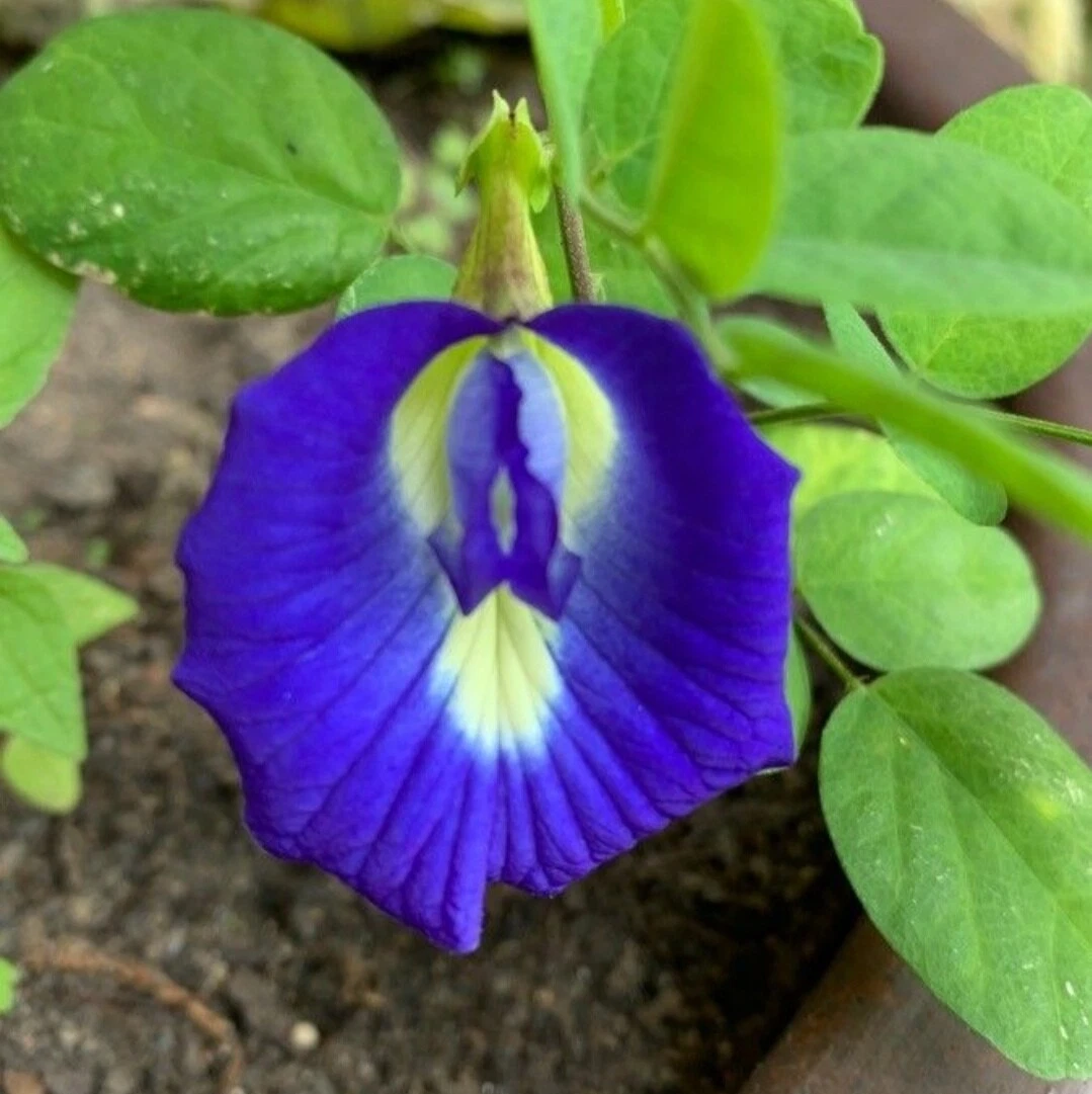 Clitoria ternatea deals