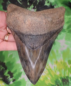 Megalodon Sharks Tooth 6" inch VERY NICE fossil sharks teeth tooth
