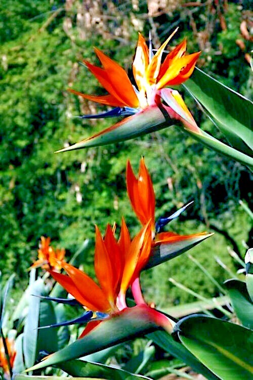 ORANGE BIRD of PARADISE SEEDS (Strelitzia reginae) Tropical Crane