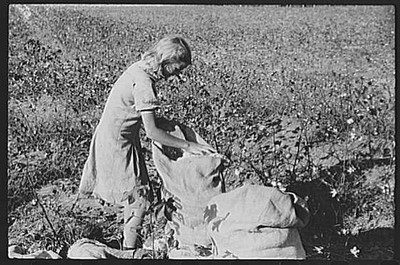 J.A. Johnson picking cotton,Statesville,North Carolina,NC,Iredell County,FSA,17