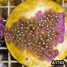 Item#A1743RW1743(S) WYSIWYG Green Star Polyp Large Frag