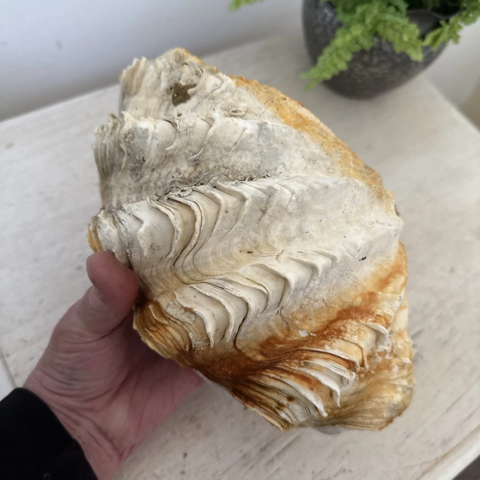 Antique Large Giant whole double Clam Shell c.1900 Natural History Specimen - Image 4 of 4