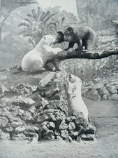 c1906 Original Zoology Print THE POLAR BEAR & A BROWN BEAR Living Animals