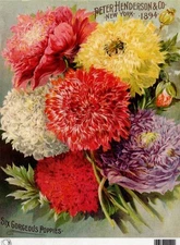 Henderson Poppies 1894 | A4 Rice Paper | Paper for Decoupage | Calambour