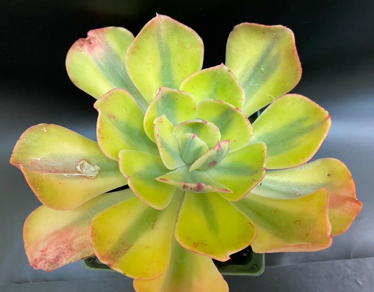 Echeveria Enfant Winter Sunset Variegated Large Very Rare