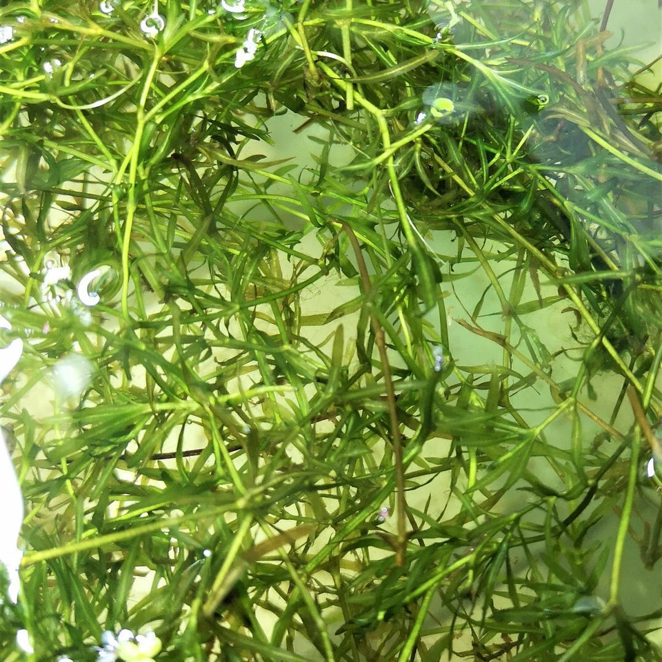 NAJAS INDICA - Portion40g - PLANTE AQUATIQUE - PLANTE AQUARIUM - Photo 1/1