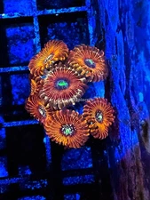 CE- WYSIWYG Magician Zoa Zoanthid Frag Live Coral Frag LPS SPS #R1GC1