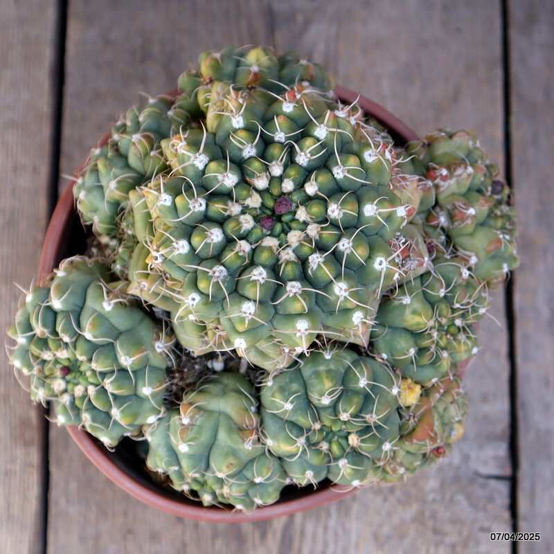 D3247 GYMNOCALYCIUM PARAGUAYENSE VARIEGATED pot17-H15-W23 cm MaMa