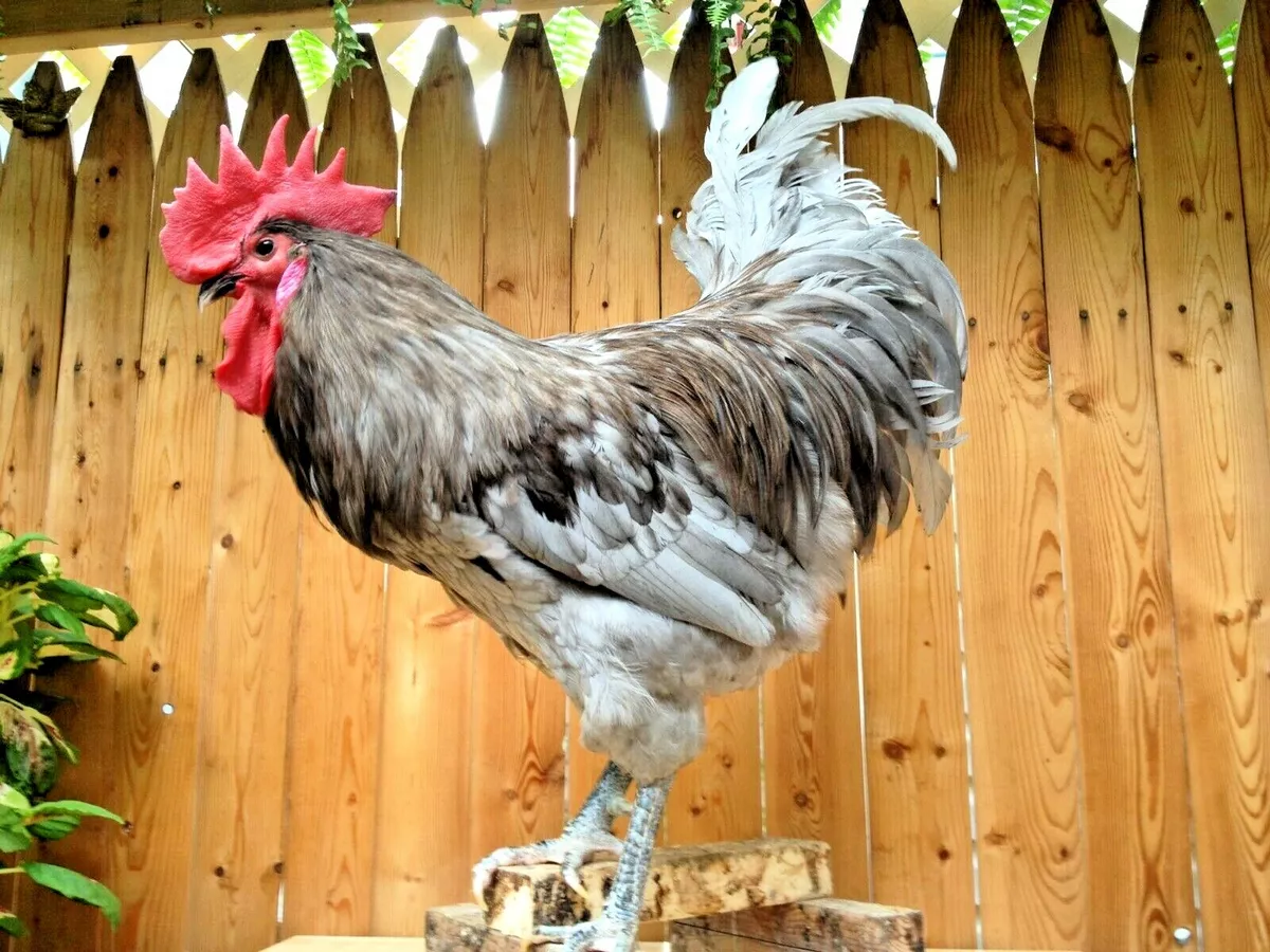 Jersey blue cheap chickens