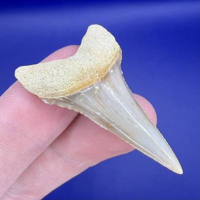 #ad Rare 1.64” Transitional Great White Fossil Shark Tooth Carcharodon Hubelli $175.00