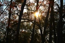 Digital image picture wallpaper sun shining through trees photo by Paige