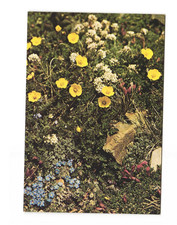 Alpine Evans - Dryas Octopetala Vintage postcard unposted