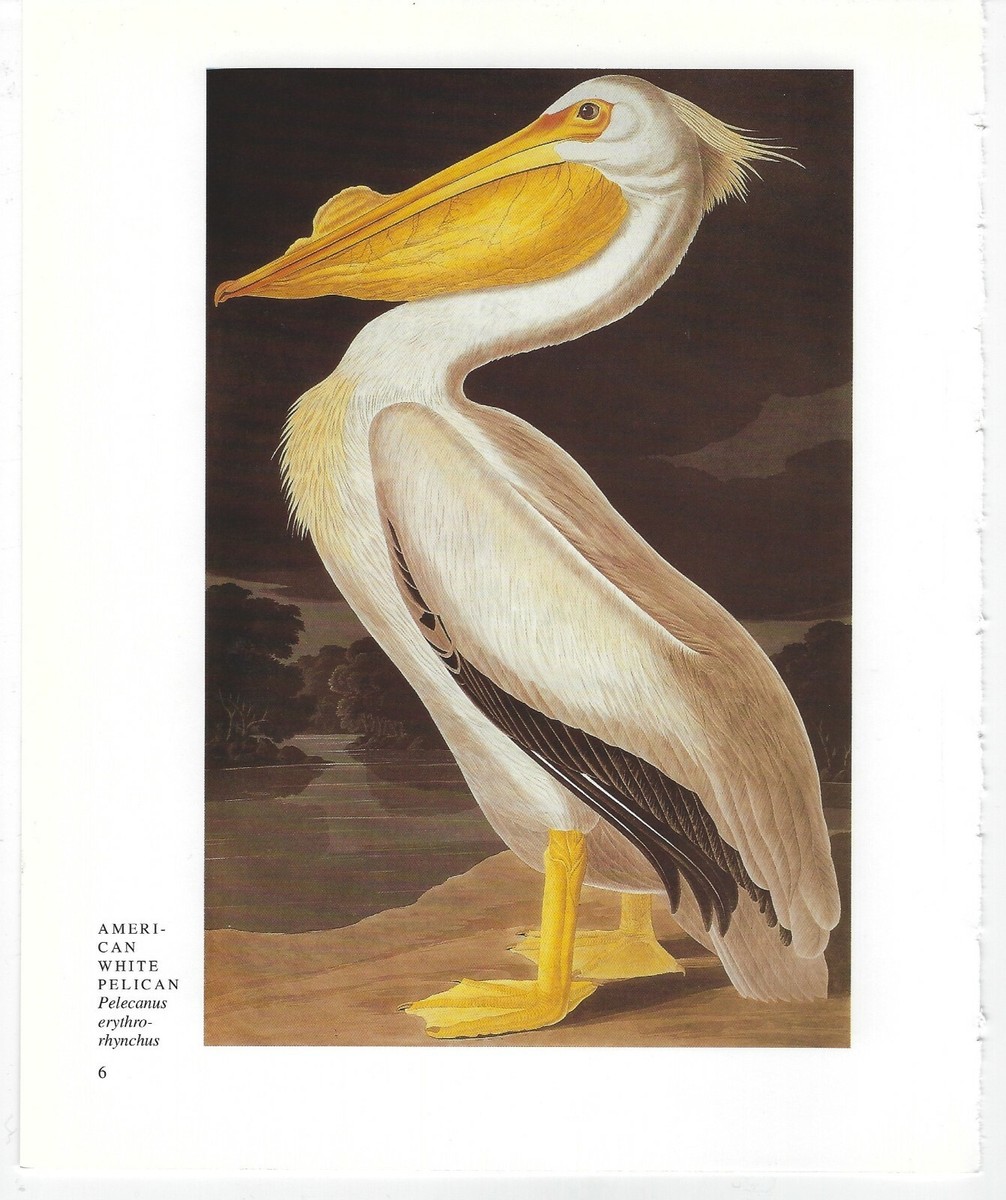 Vintage Audubon Birds of America Series Pictures Book Print