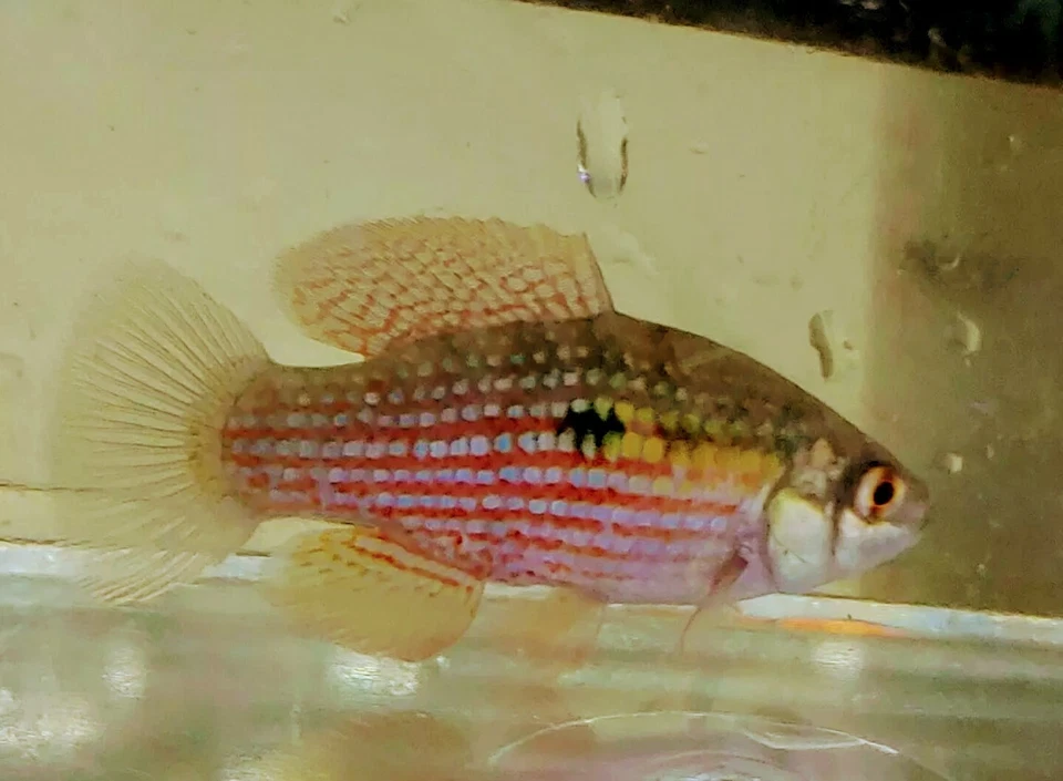 5 peixes killi bandeira americana MELHOR PEIXE COMEDOR DE ALGAS água doce (Jordanella floridae - Imagem 2 de 2