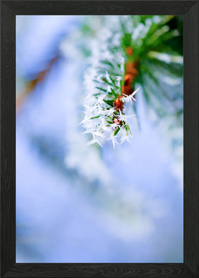 Bitter Cold Fir Tree Cute Framed Wall Art Poster Canvas Print Picture