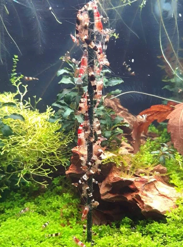 Shrimp Lollies Rainbow Set / 50 Lollies / Garnelen Futter Sticks Lutscher - Bild 3 von 4