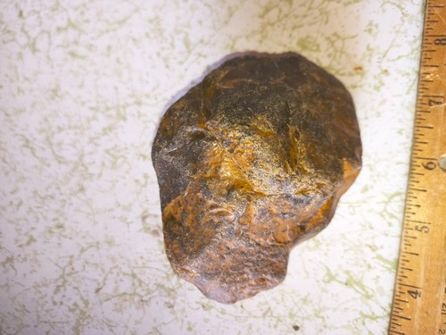PETRIFIED FOSSIL WOOD COLORADO D1 BASIN PALEOCENE EPOCH