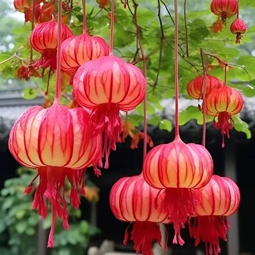 Fuchsia Seeds Attracts Bees & Hummingbirds Deciduous Shrub Low Maintenance - Picture 4 of 5