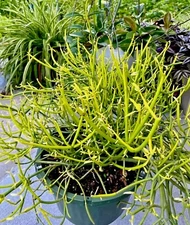 Pencil Cactus (Euphorbia truncal)  succulent cactus in 4" pot