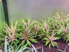 Pogostemon Helferi Downoi Red Rare Live Aquarium Plant