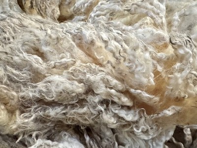 12.9 lbs White Romney Raw Wool Fleece, Full Year s Growth, Fleece #12