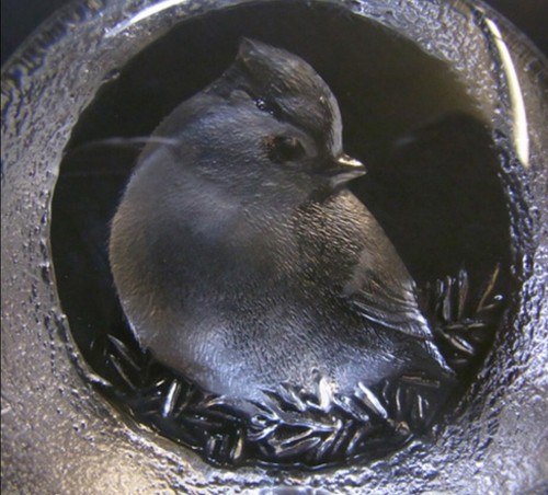 Mats Jonasson • Sweden • 9206 Titmouse Bird Crystal Sculpture Paperweight Signed - Picture 8 of 16