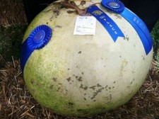 CITROUILLE À FIASCO GÉANTE 45 KG - GOURDS GIANT BUSHEL 100 LBS, 10 graines + ...