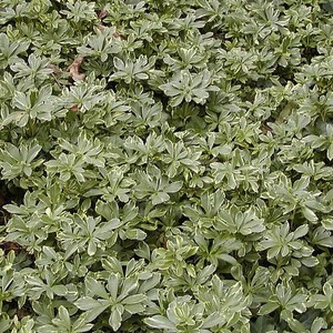 1 X Pachysandra Terminalis Variegata Japanese Spurge Evergreen Plant In Pot Ebay