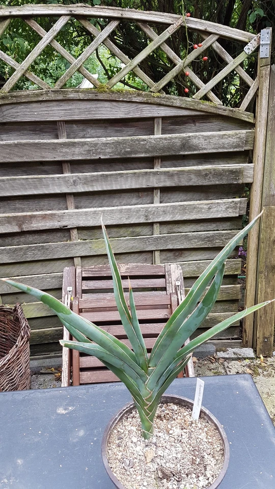 Sansevieria deserti - Bild 1 von 4