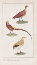 Chickens Tinamou golden pheasant gold pheasant birds litho Cuvier 1835