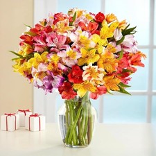 24 Multicolored Alstroemeria Bouquet Flowers, Long Lasting  Hand-Tied, Farm Fre