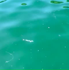 Video 1 von 1